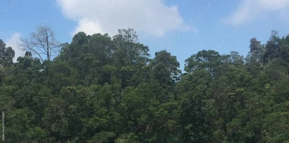 expanse of forest on the slopes of the mountains expanse of forest on the slopes of the mountains