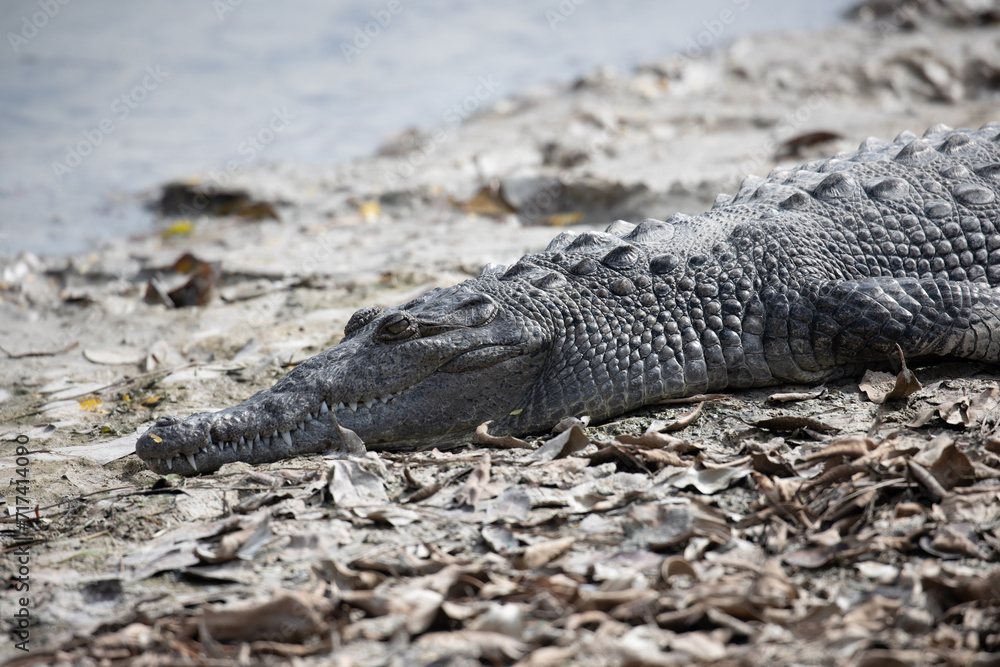 Naklejka premium American Crocodile