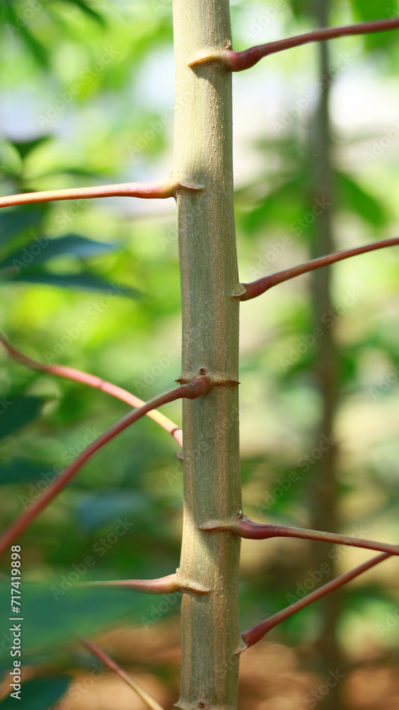 Cassava tree in the garden. Straight tree trunk Cassava tree in the garden. Straight tree trunk