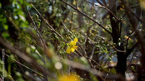 ntegerrima get bloom in the morning,Single Ochna integerrima blossom,Close-up of Ochna integerrima flowering plant,
Ochna integerrima, popularly called yellow mai flower. bright yellow ochna integerri photo