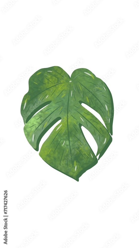 Obraz premium Monstera Adansonii Leaf Illustration