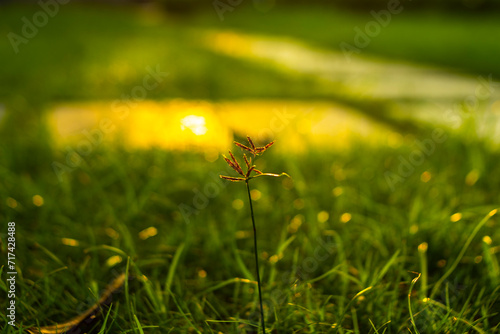 enior leisure lifestyle, I put dried Chrysopogon aciculatus in my room, Chrysopogon aciculatus grow naturally on open land, Chrysopogon aciculatus along roadsides,Chrysopogon aciculatus along forests, photo