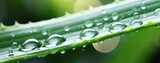 Aloe Vera leaves are fresh green with clear water droplets on them. generative ai