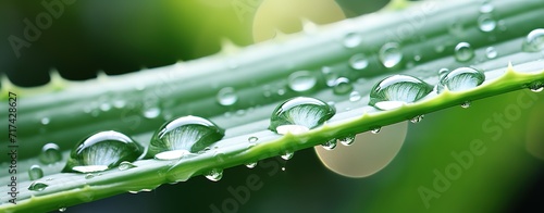 Aloe Vera leaves are fresh green with clear water droplets on them. generative ai photo