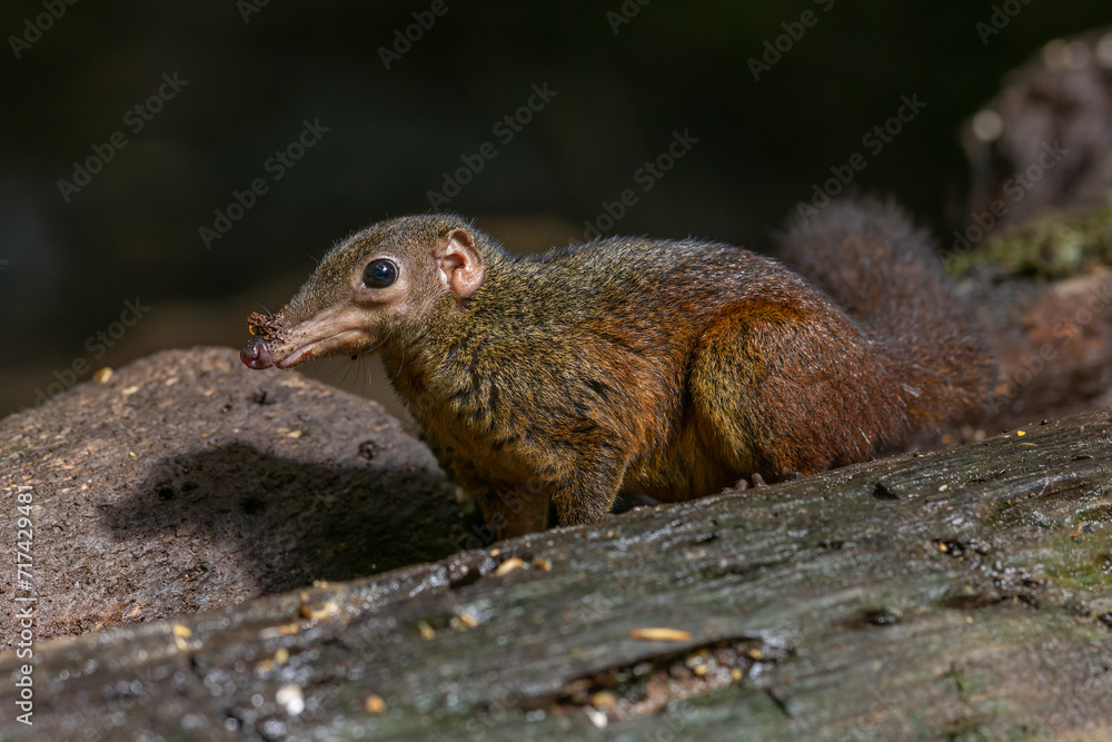 Nature wildlife image of Common treeshrew Long and slender animals with long tails and soft greyish brown fur eats fruits. Nature wildlife image of Common treeshrew Long and slender animals with long tails and soft greyish brown fur eats fruits.