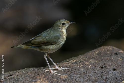 An enchanting photograph capturing the delicate elegance of a female Siberian Blue Robin (Larvivora cyane). Its understated yet exquisite plumage and gentle presence exemplify the charm of this bird.