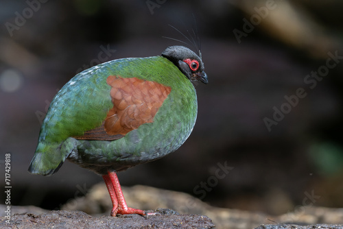 Crested Partridge (Rollulus rouloul) showcasing its exquisite and distinctive appearance. This beautiful bird, with its elegant plumage and crested head, is a testament to the diversity of wildlife. photo