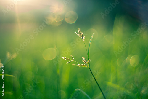 Chrysopogon aciculatus diuretic plants, Chrysopogon aciculatus detoxifying plants. Chrysopogon aciculatus is a perennial grass with hard, crawling rhizomes. The stems ofChrysopogon aciculatus spread photo