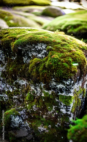 Natural Stones With Moss 02