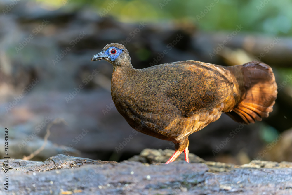 Majestic Bulwer's Pheasant in the Wild. An exquisite image capturing the beauty of a Bulwer's Pheasant in its natural habitat. is a true symbol of the wonders of the avian world. Majestic Bulwer's Pheasant in the Wild. An exquisite image capturing the beauty of a Bulwer's Pheasant in its natural habitat. is a true symbol of the wonders of the avian world.