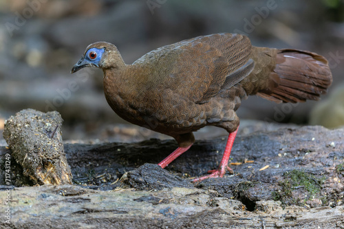 Majestic Bulwer s Pheasant in the Wild. An exquisite image capturing the beauty of a Bulwer s Pheasant in its natural habitat. is a true symbol of the wonders of the avian world.