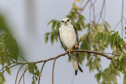 Black-winged Kite Perched in Tranquility