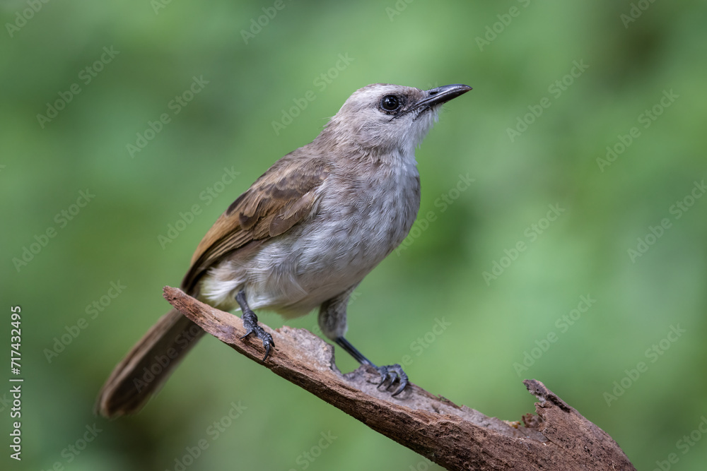 Vibrant Yellow-Vented Bulbul Bird Perched in Foliage Vibrant Yellow-Vented Bulbul Bird Perched in Foliage
