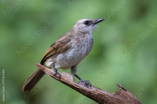 Vibrant Yellow-Vented Bulbul Bird Perched in Foliage