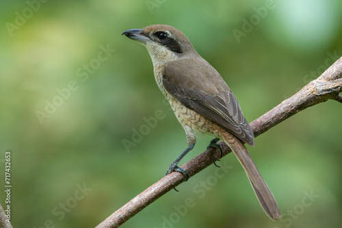 Nature wildlife image of Graceful Brown Shrike A Master of Stealth and Precision in the Wild