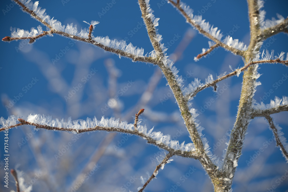 Branches adorned with frost crystals and ice formations Branches adorned with frost crystals and ice formations