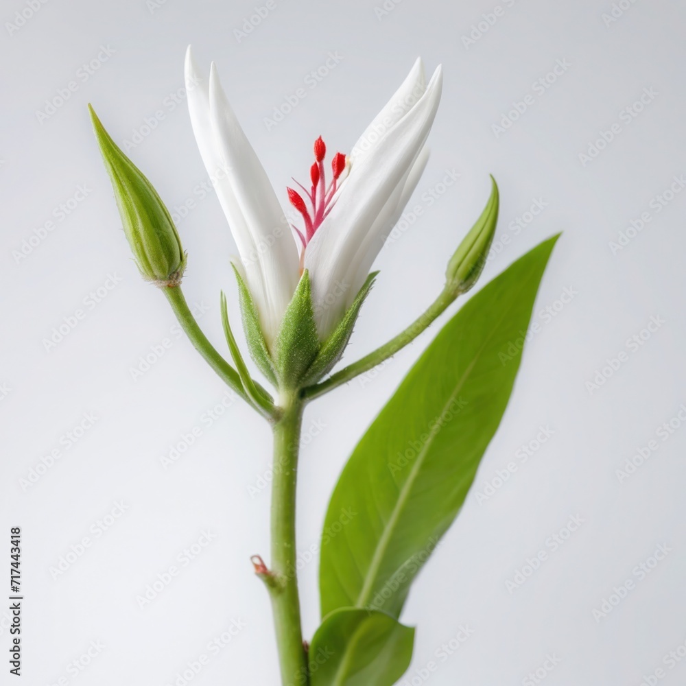 Obraz premium Pure Elegance of White Flower