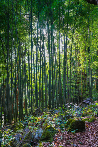 Sunlight streaming through bamboo forest in Hakone Japan