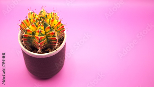 Isolated a pot of varigated Gymnocalicium cactus on pink background. Picture for use in illustrations Background image or copy space. photo