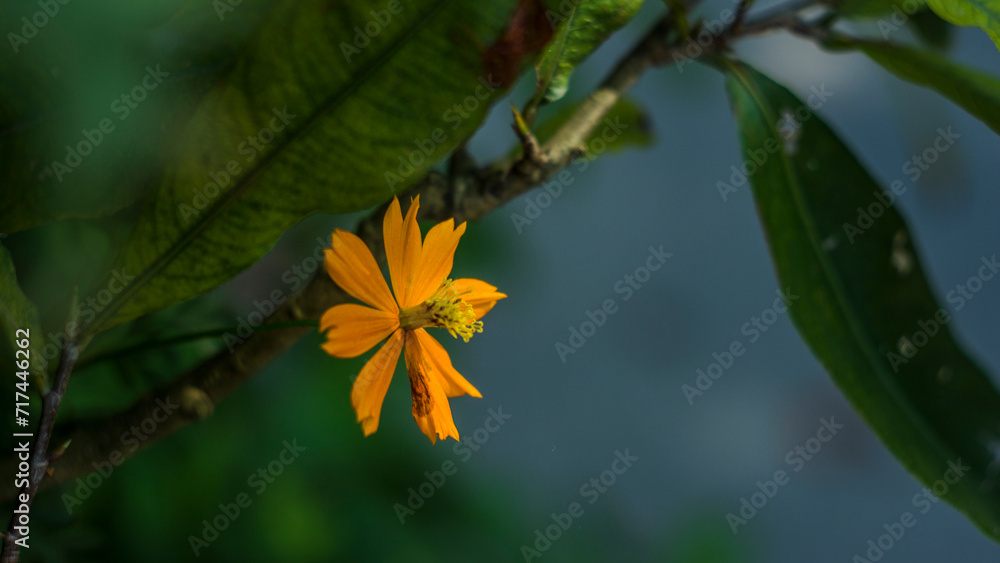 Obraz premium Yellow Cosmos Flower Beautiful Delicate, Background Work For Designer By Gallery of Gazes,View of honey bee and yellow Cosmos flower on blurred green leaf background under sunlight 