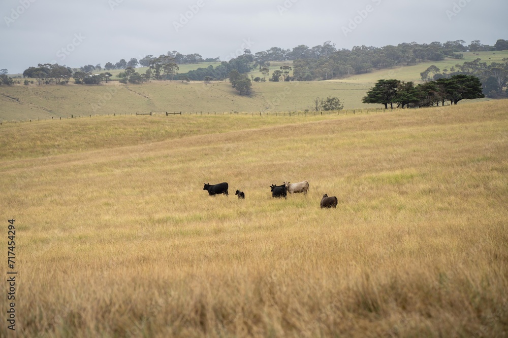holistic farming on a sustainable agricultural farm growing beef cattle on a farm in australia