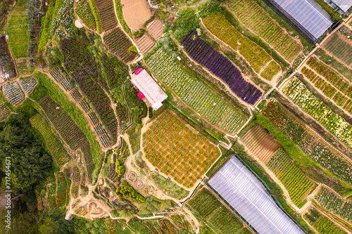 Bird's eye view of colorful, terraced agricultural land with flower fields and greenhouses on a mountain slope. At Northern Blossom Flower Farm in Atok, Benguet, Philippines. photo