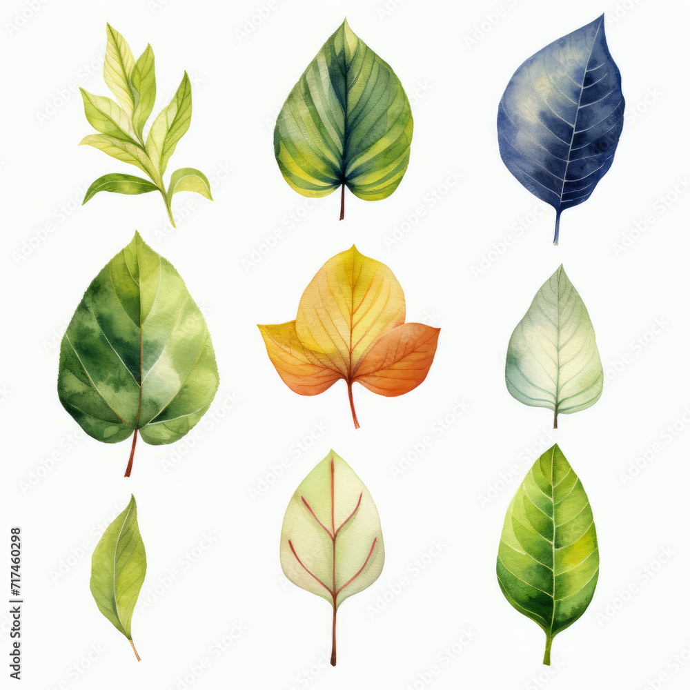 Set of leaf watercolor Set of leaf watercolor