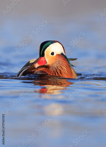 Mandarin duck portrait in winter, Quebec, Canada