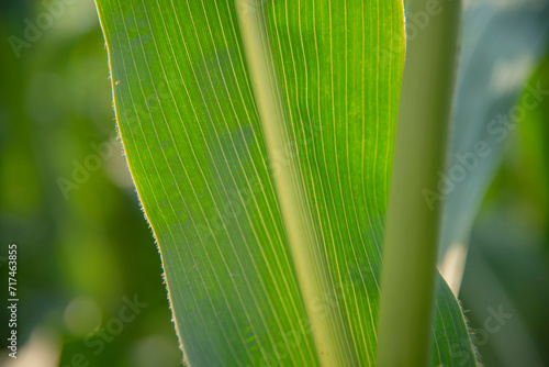 Close up of green corn leaves.