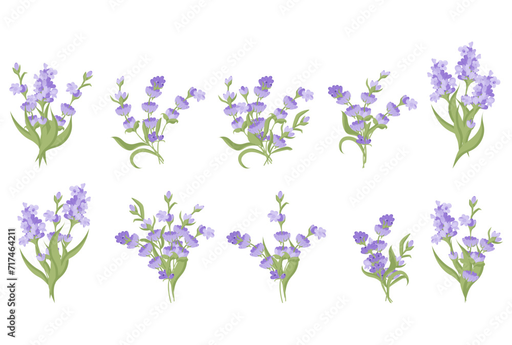 Set of bouquets of lavender flowers. Vector illustration isolated on white background. Vector illustration