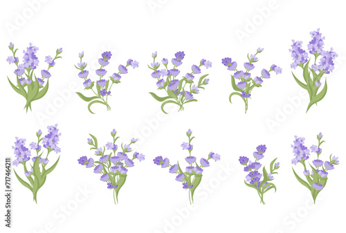 Set of bouquets of lavender flowers. Vector illustration isolated on white background. Vector illustration © Volha