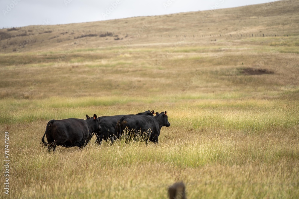 cows and calfs grazing on dry tall grass on a hill in summer in australia. beautiful fat herd of cattle on an agricultural farm in an australian meat industry cows and calfs grazing on dry tall grass on a hill in summer in australia. beautiful fat herd of cattle on an agricultural farm in an australian meat industry