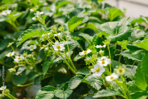 イチゴの花　ビニールハウス　農園
