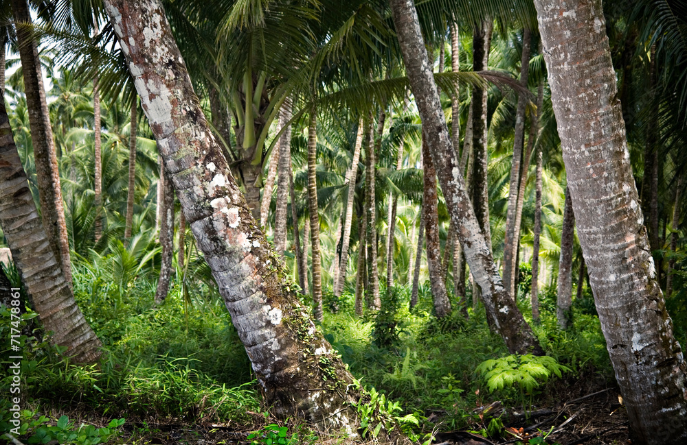 Naklejka premium Mentawai Islands Indonesia Palm trees