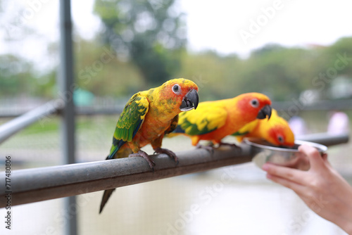 Close-up hand holding sunflower seeds feeding macaw bird animal in zoo. © zilvergolf