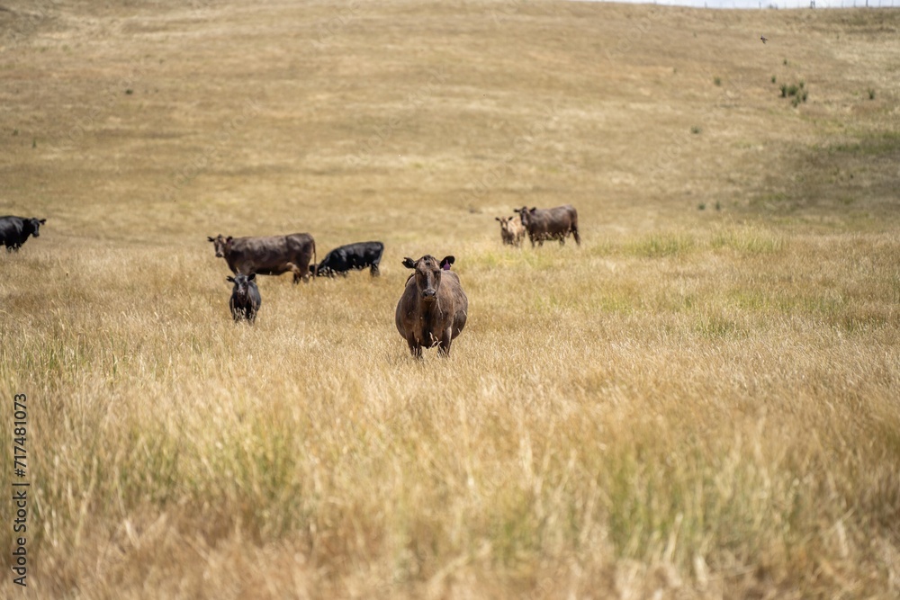 future livestock farming, sustainable agriculture practices on a cow farm in australia in summer future livestock farming, sustainable agriculture practices on a cow farm in australia in summer