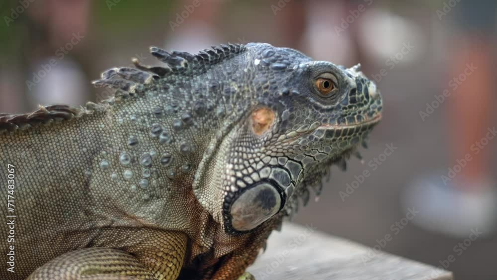 Closeup large orange iguana. Bali, Indonesia.