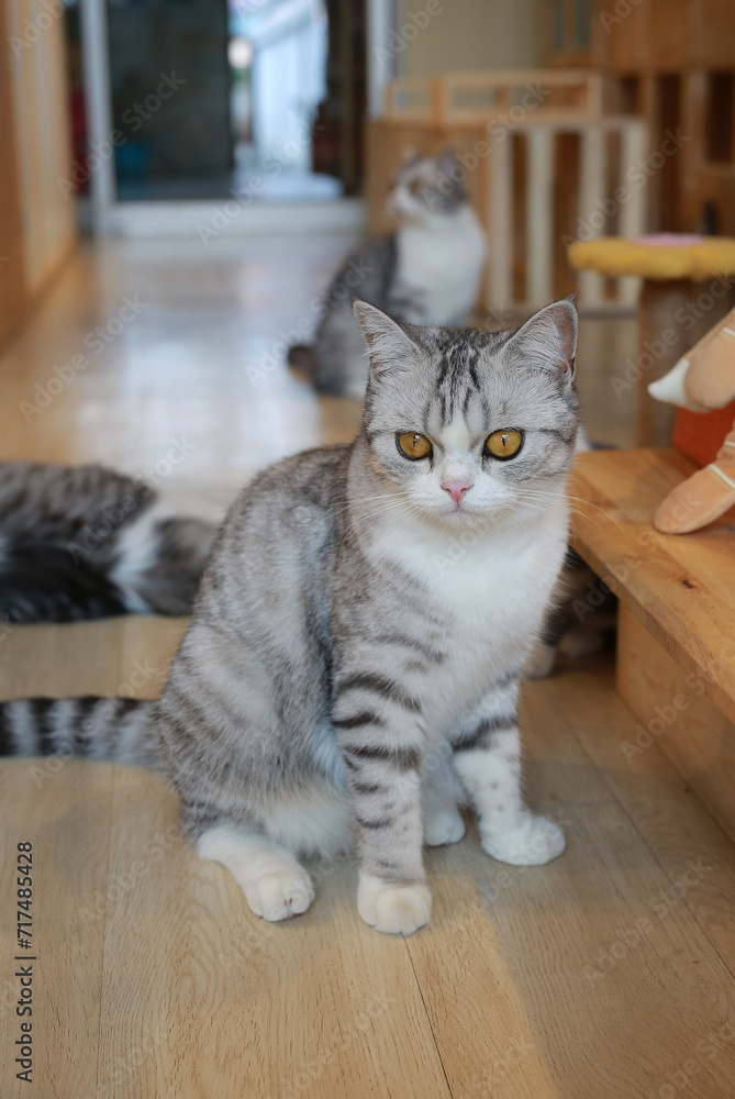 Portrait of cute American short hair cat sitting on wood floor in house with looking beside.
