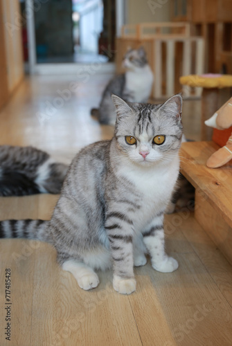 Portrait of cute American short hair cat sitting on wood floor in house with looking beside.