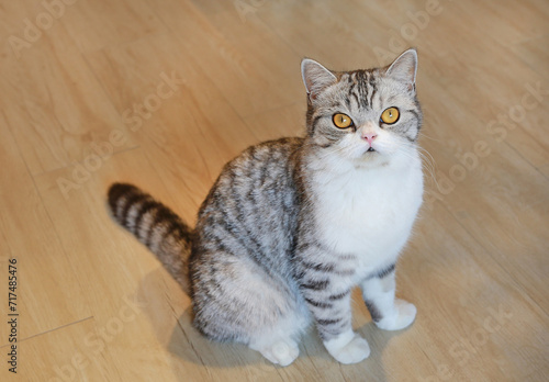 American short hair cat looking camera and sitting on wood floor in house.