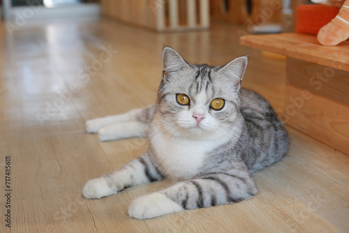 American short hair cat looking camera and lying on wood floor in house.