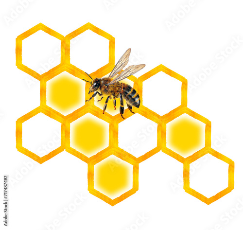 honeycomb and bee isolated on white background