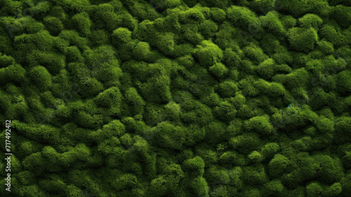 Close-up view of vibrant green moss, full of texture and natural patterns, perfect for backgrounds.