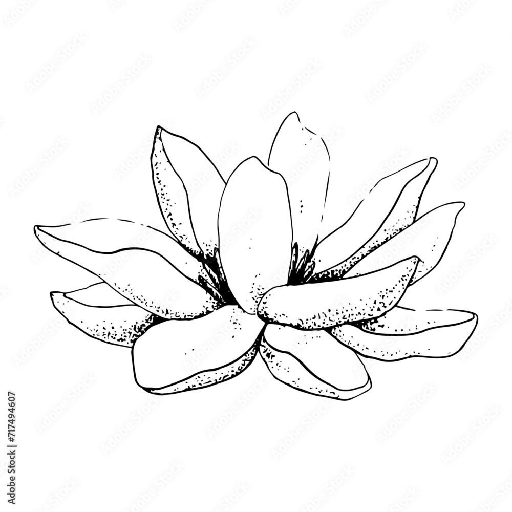 Vector lotus flower realistic graphic sketch illustration for yoga centers and logos, natural cosmetics, health care Vector lotus flower realistic graphic sketch illustration for yoga centers and logos, natural cosmetics, health care