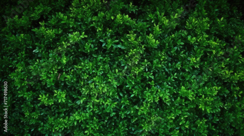 green grass texture, Small green leaves in hedge wall texture background. 
