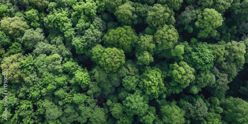 green forest lanscape, Aerial top view of mangrove forest. Drone view of dense green mangrove trees captures CO2. Green trees background for carbon neutrality and net zero emissions concept. © Nice Seven