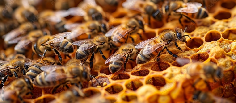 Declining hives and few surviving bees due to Colony collapse disorder and other diseases. Declining hives and few surviving bees due to Colony collapse disorder and other diseases.