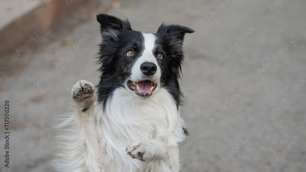Border collie dog doing bunny exercise outdoors.