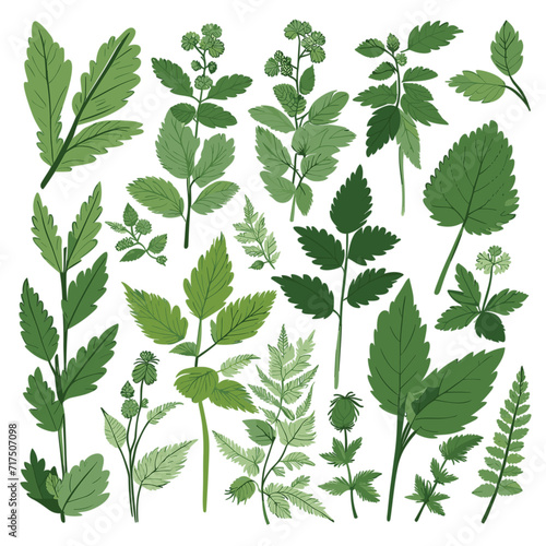 Set of Nettles hand drawing isolated vector illustration, spring collections © HecoPhoto