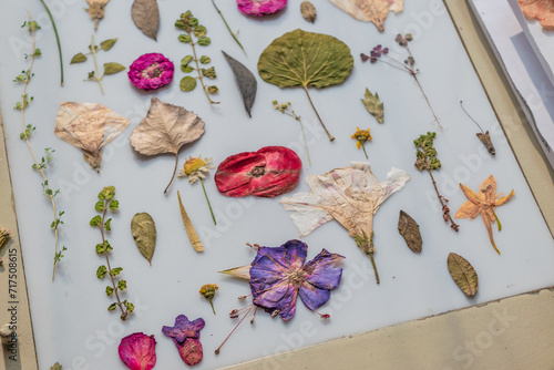 Tableau sur toile Beautiful pressed flowers on light table